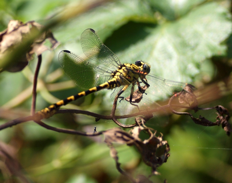 Odonata da id.